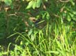 martin pecheur - forest kingfisher